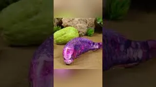 Thumbnail: School of colorful fish fighting each other#20 #shortvideo #animals #crocodile
