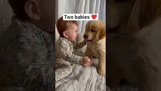 Thumbnail: Two babies growing up together #cutedogvideos #shorts