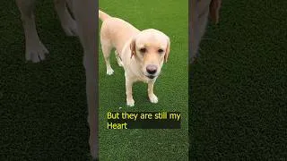 Thumbnail: My Dogs are So Dramatic but still the Best #shorts #cutedogs #funnydogs