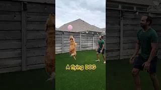 Thumbnail: Dog Plays Volleyball with Dad #shorts