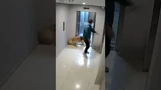 Thumbnail: The elevator looked normal, but he REFUSED to enter. #rescue #dog #animals #ai #cctv