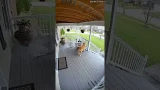 Thumbnail: What did it sense before the disaster struck...? #rescue #dog #ai #animals