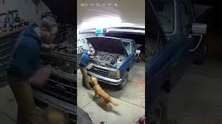 Thumbnail: Some instincts are miracles science can't explain.#rescue #animals #dog #CCTV