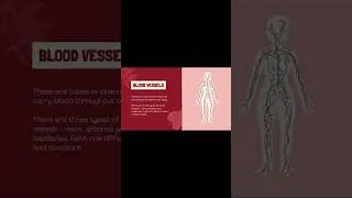 Thumbnail: Meet Your Blood Vessels - Arteries, Veins & Capillaries Uncovered!