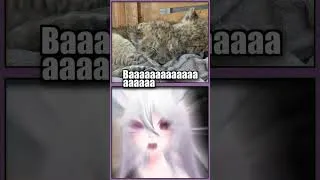 Thumbnail: Fuufie melting over Baby lions #shorts