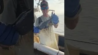 Thumbnail: CAN IT CATCH? Black Chicken#bodkinpointseafood #fvsoutherngirl #youaintnocrabber #crabbing #fishing