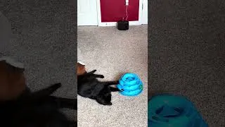 Thumbnail: It’s been awhile since I seen her play with her cat toy