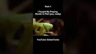 Thumbnail: Full Video OUT NOW on my channel‼️🚨 #prayingmantis #mantids #mantis #exoticpets #betta