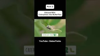 Thumbnail: Full video OUT NOW!!🐛🦋 #butterfly #caterpillar #nature #wildliferescue