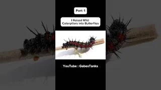 Thumbnail: Full Video out now!!🦋🐛 #butterfly #caterpillar #monarchbutterfly #insectevolution  #chrysalis