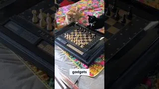 Thumbnail: alamdar my cat testing cool gadgets 😎 #shorts