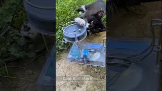 Thumbnail: my cats vs fun cool rolling ball machines 😎 #shorts