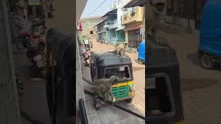 Thumbnail: Monkeys On Our Doorstep!