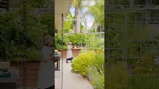 Thumbnail: Harvest with me from our backyard｜July