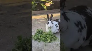 Thumbnail: Rabbit Likes Cilantro