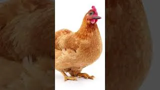 Thumbnail: Chicken