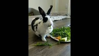 Thumbnail: My Pet Rabbit Oreo Eating
