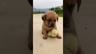 Thumbnail: Sleepy puppy and chicken