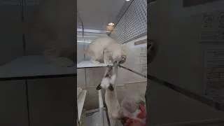 Thumbnail: We Stopped at a Pet Shop in Japan