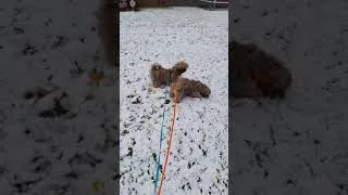 Thumbnail: My puppies playing in the snow.