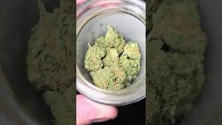Thumbnail: Gorillad Cheese - cross of Gorilla glue x Clementine
