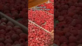Thumbnail: Raspberries from our backyard