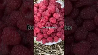 Thumbnail: Raspberries harvest time #pnwgardening