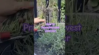 Thumbnail: Harvesting & Pruning Lavender