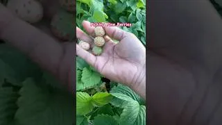 Thumbnail: White Strawberries #pnwgardening