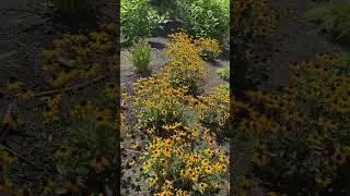 Thumbnail: ‘Treasure Trove’ Rudbeckia 🌻