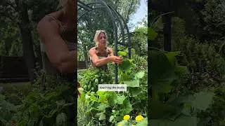 Thumbnail: If you don’t do this to your cucumber, it might slowly die💀#garden #cucumber #trellis#gardeningtips