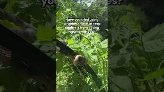 Thumbnail: Try using a rubber snake to scare pests they said, it won’t scare you they said🤣#garden#pestcontrol