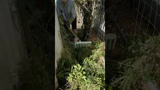 Thumbnail: SATISFYING Free garden makeover - Helping him after a NASTY fall