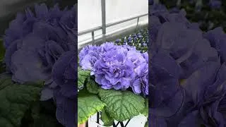 Thumbnail: What’s the ONE Plant You Can’t Resist?