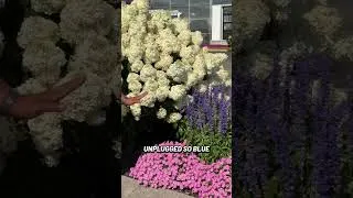 Thumbnail: Recreate This Garden Look