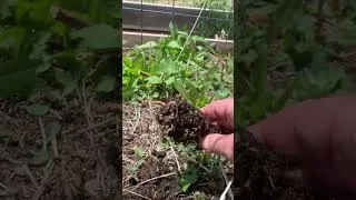 Thumbnail: Helping Earthworms