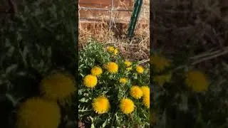 Thumbnail: Bees Love Dandelions