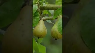 Thumbnail: Monty Don shares the best way to eat a pear... 😂🛀🍐👀