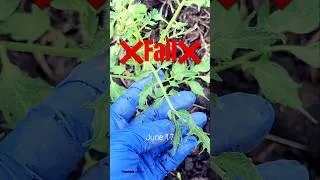 Thumbnail: My tomatoes didn’t produce fruit😭 #vegetablegarden #tomatoes #gardenfails