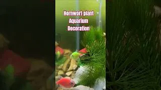 Thumbnail: Hornwort plant for Aquarium Decoration #fish