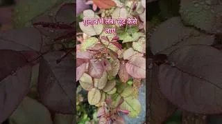 Thumbnail: गुलाब में लंबा सूट कैसे लाएं/ Long healthy branches on Rose