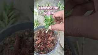 Thumbnail: Kalanchoe cutting propagation easy method #kalanchoe