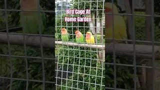 Thumbnail: Bird Cage At Home Garden #lovebirds