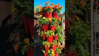 Thumbnail: Blooming Marigolds in GreenStalk Planters