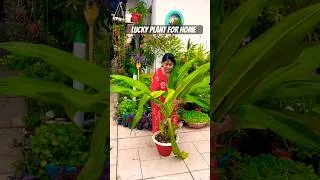 Thumbnail: #garden #plants #gardeningtips #gardening #luckyplants #vastu #homegarden