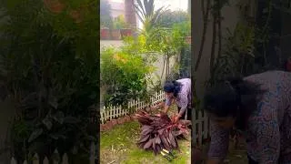Thumbnail: Rainy season gardening work 😍🪴#garden #plants#homegarden #gardening#rain #plants