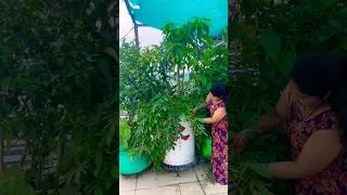Thumbnail: ma mujhe kuch Nahi Dikhai De Hai #plantcare#garden #plantpruning #plantcare #garden
