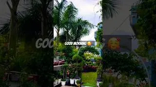 Thumbnail: #morning#peace #nature #plants #garden #gardening #shorts # #gardeningtips #homegarden