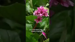 Thumbnail: Pretty Flowers for Dry, Aussie Climates | Gardening Australia