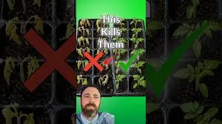Thumbnail: 7 Day Plan To Harden Off Seedlings  #garden